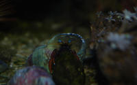zdj�cie - botia - akwarystyka morska